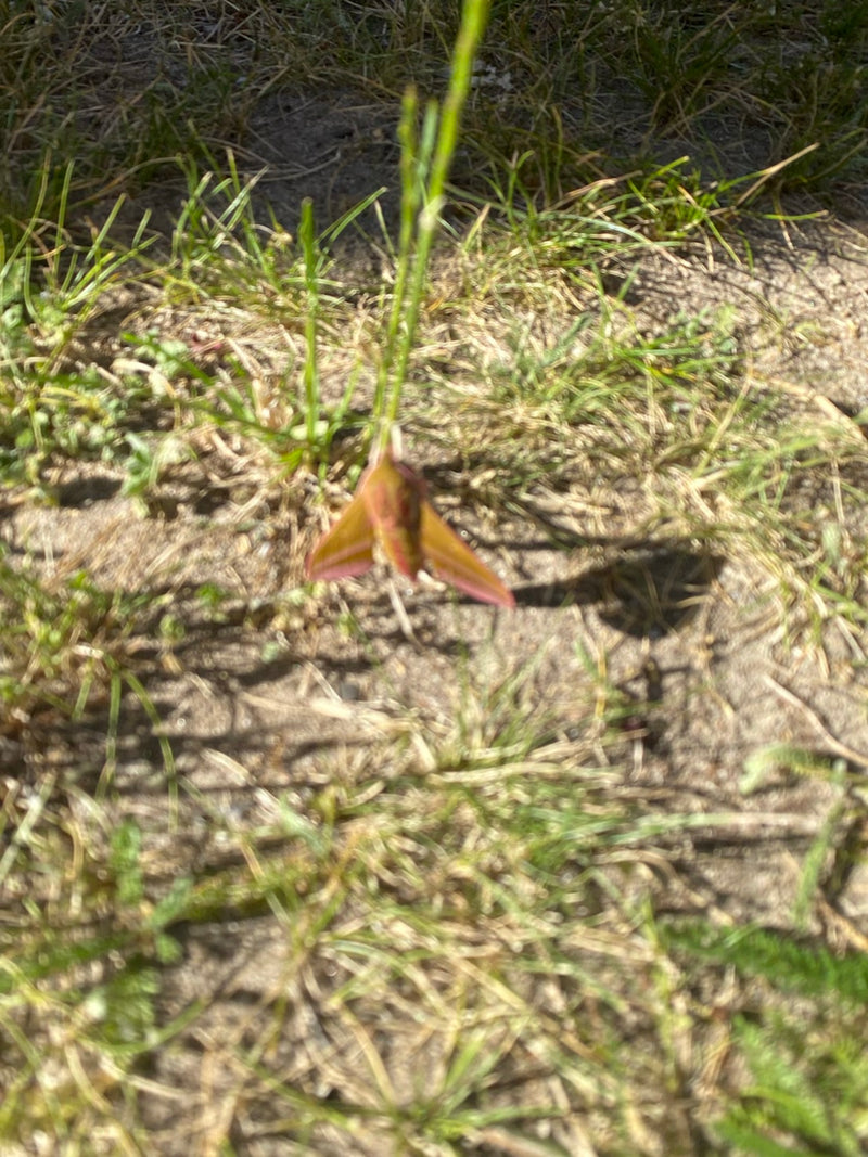 Mittlerer Weinschwärmer — Bild 2