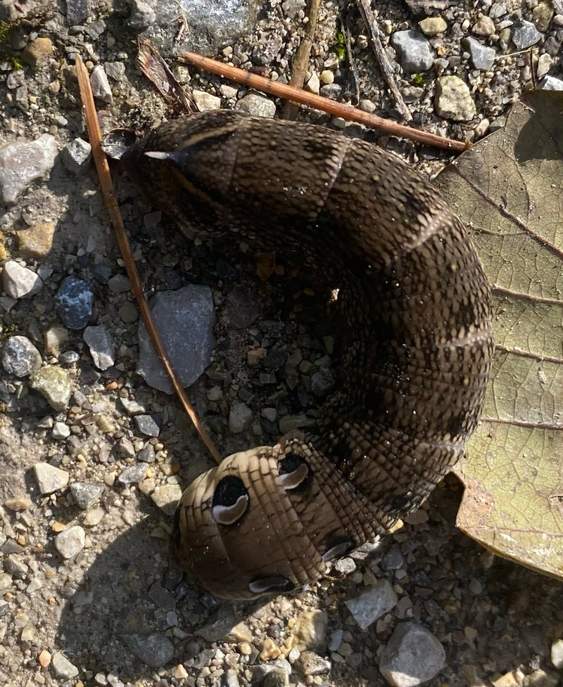 Mittlerer Weinschwärmer — Bild 1 von 21