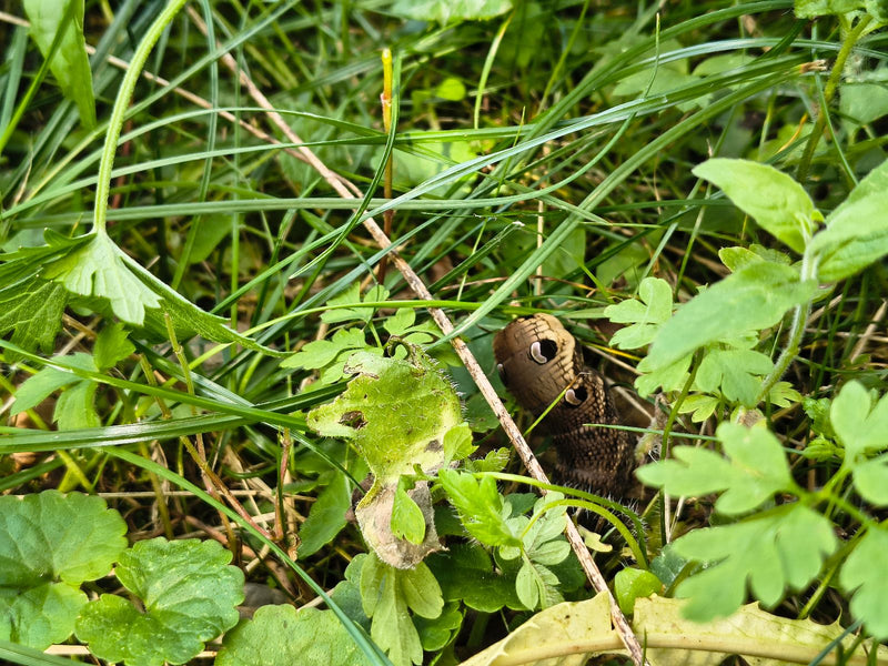 Mittlerer Weinschwärmer — Bild 5 von 21