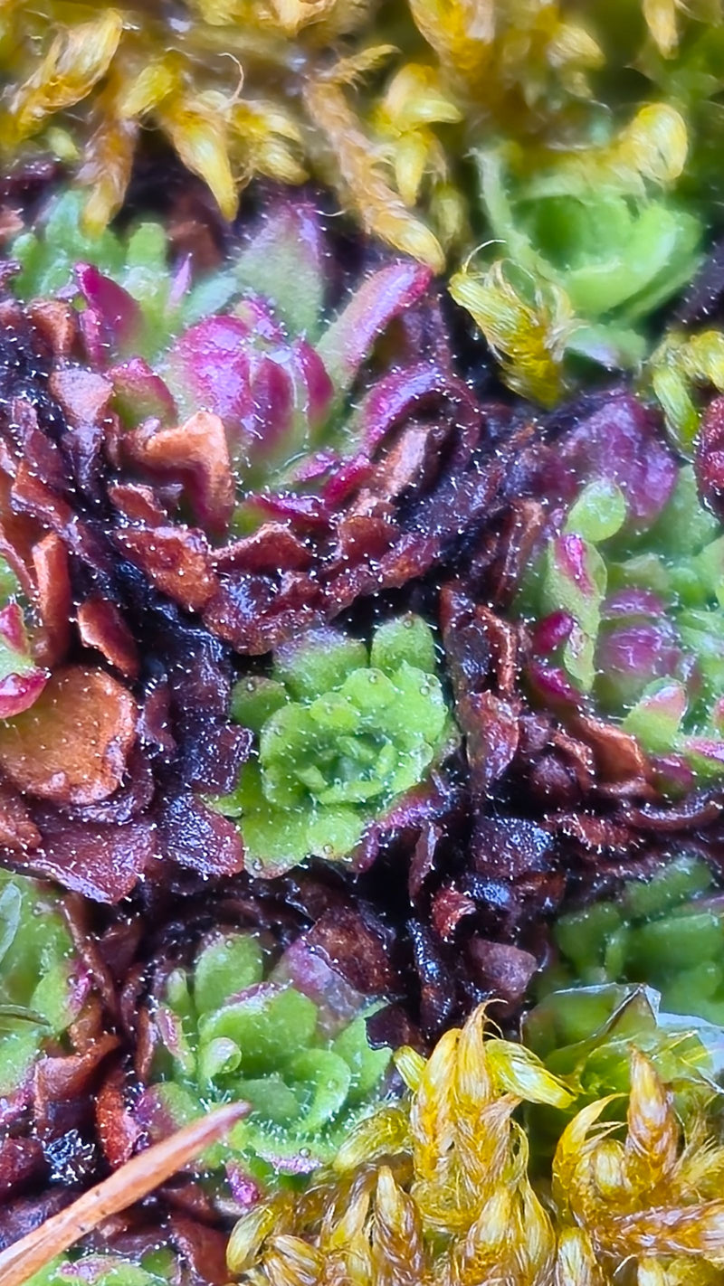 Moos-Steinbrech — Bild 2