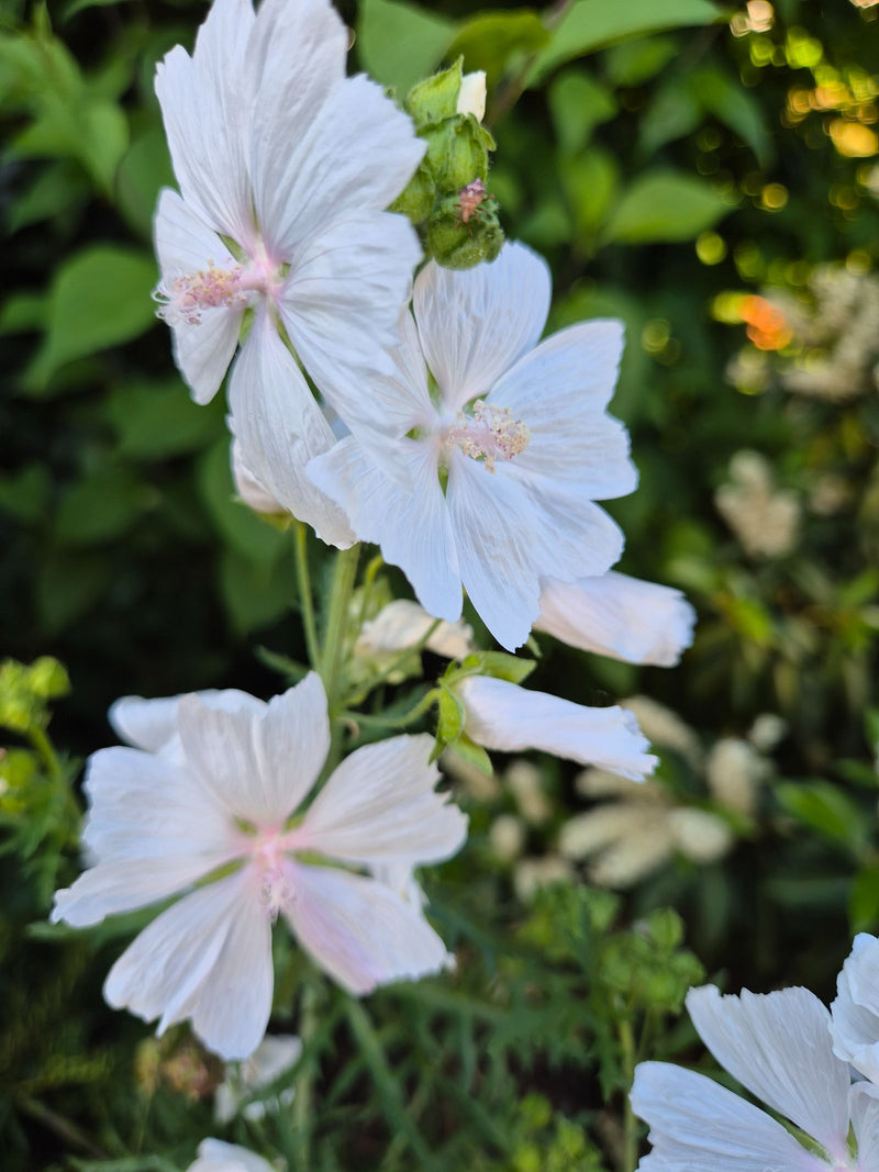 Moschus-Malve — Bild 1