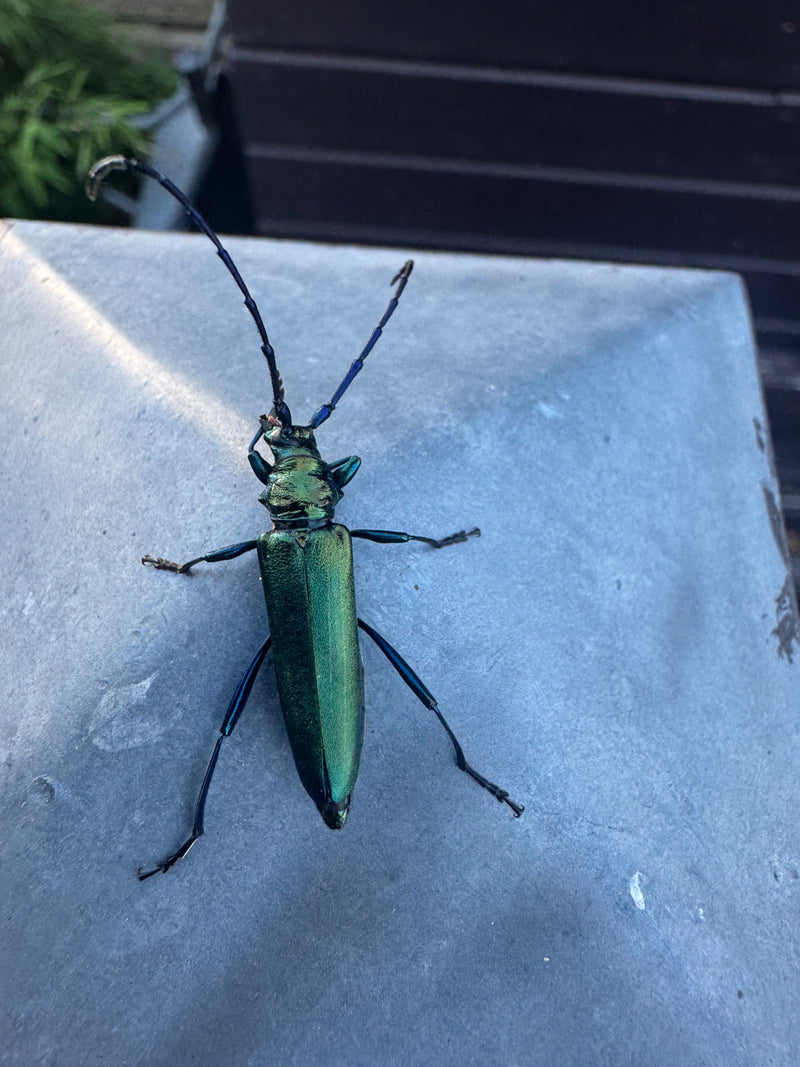 Moschusbock — Bild 2