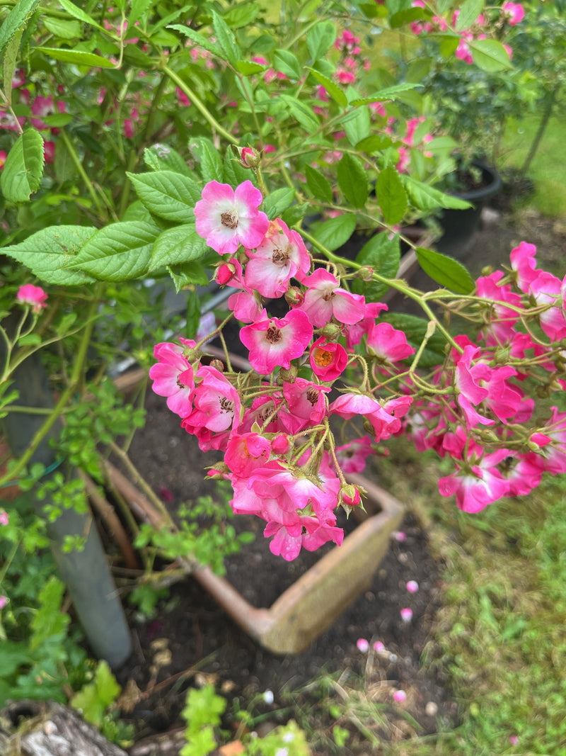 Multiflora-Rose — Bild 3