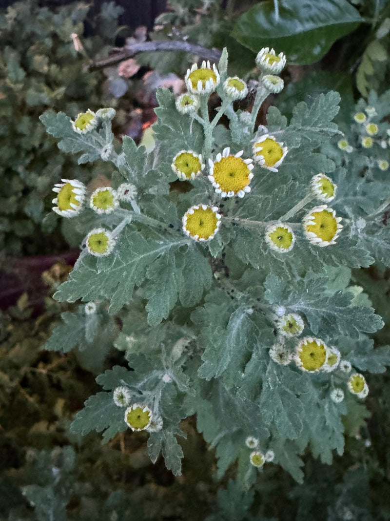 Mutterkraut — Bild 5