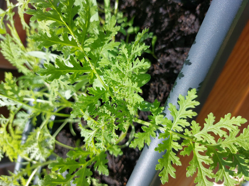 Mutterkraut — Bild 4