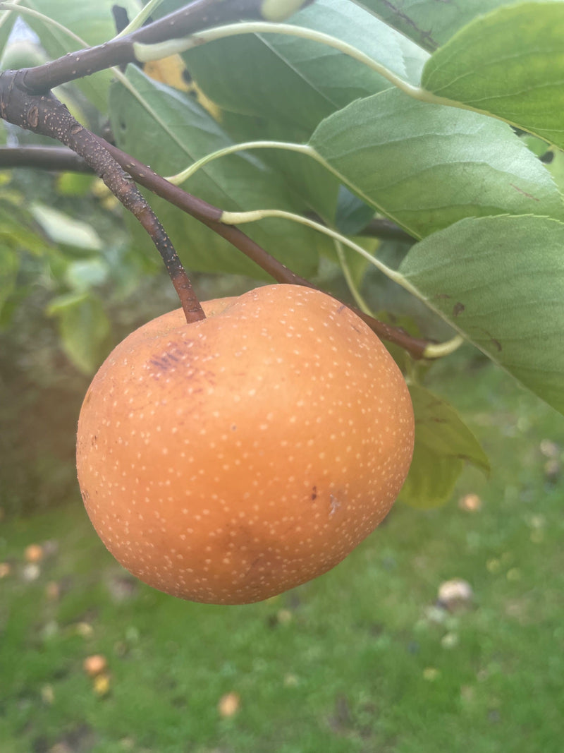 Nashi Birne — Bild 1