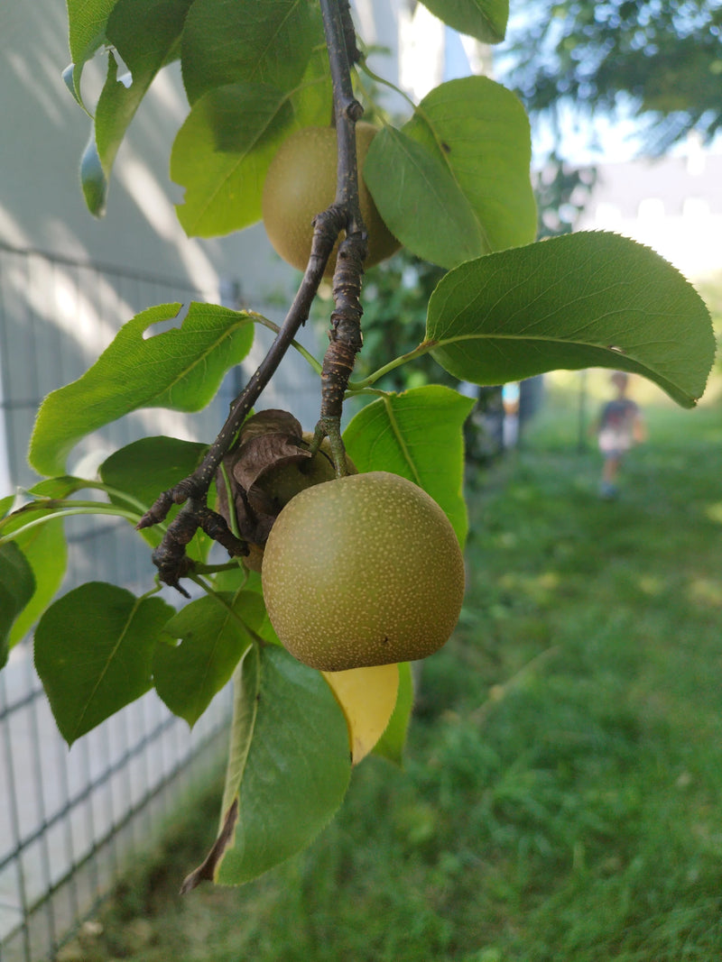Nashi Birne — Bild 1