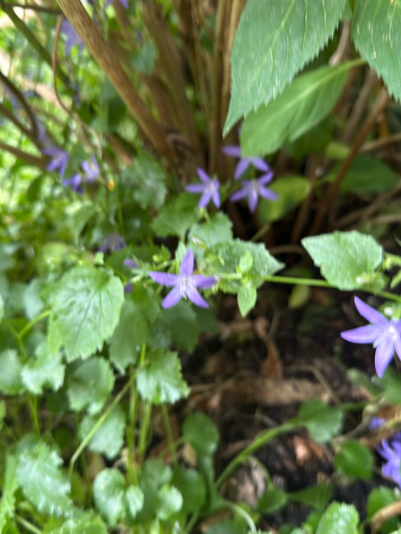 Nesselblättrige Glockenblume — Bild 4