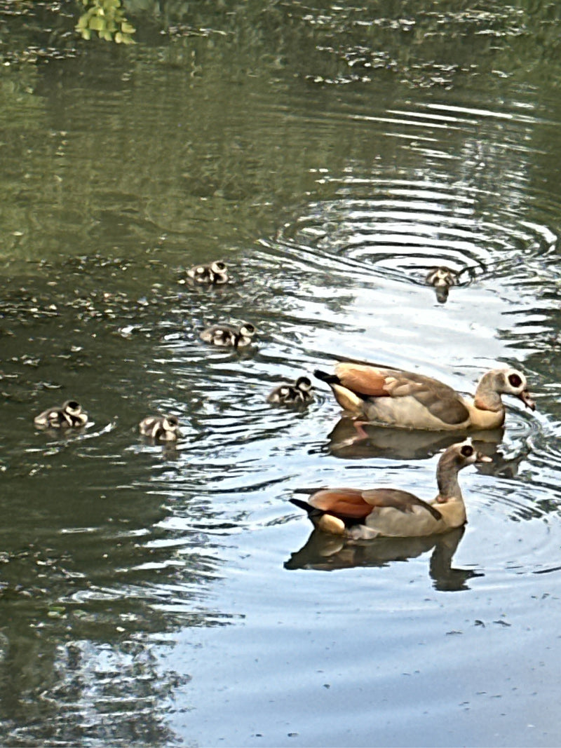 Zwei erwachsene Nilgänge schwimmen mit einer Gruppe kleiner Küken auf einem ruhigen Gewässer. Die charakteristischen Vögel bewegen sich gemeinsam an der Wass...