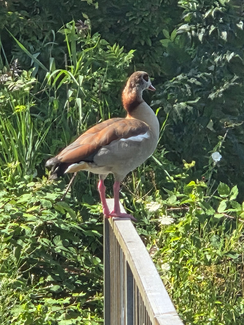 Eine Nilgans steht auf einem Geländer vor dichter, grüner Ufervegetation. Das Tier ist seitlich zu sehen und blickt nach rechts.