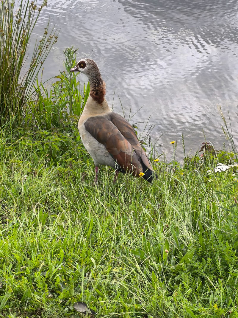 Nilgans — Bild 4