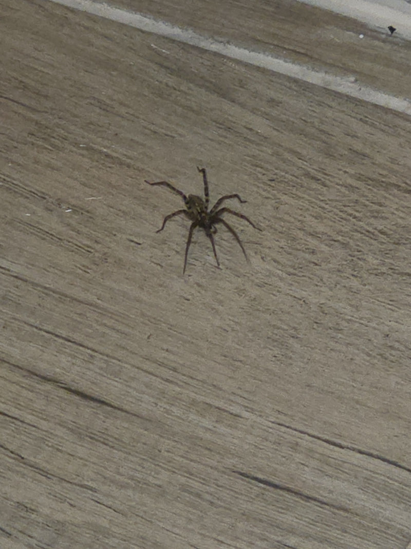 Nosferatu-Spinne — Bild 4