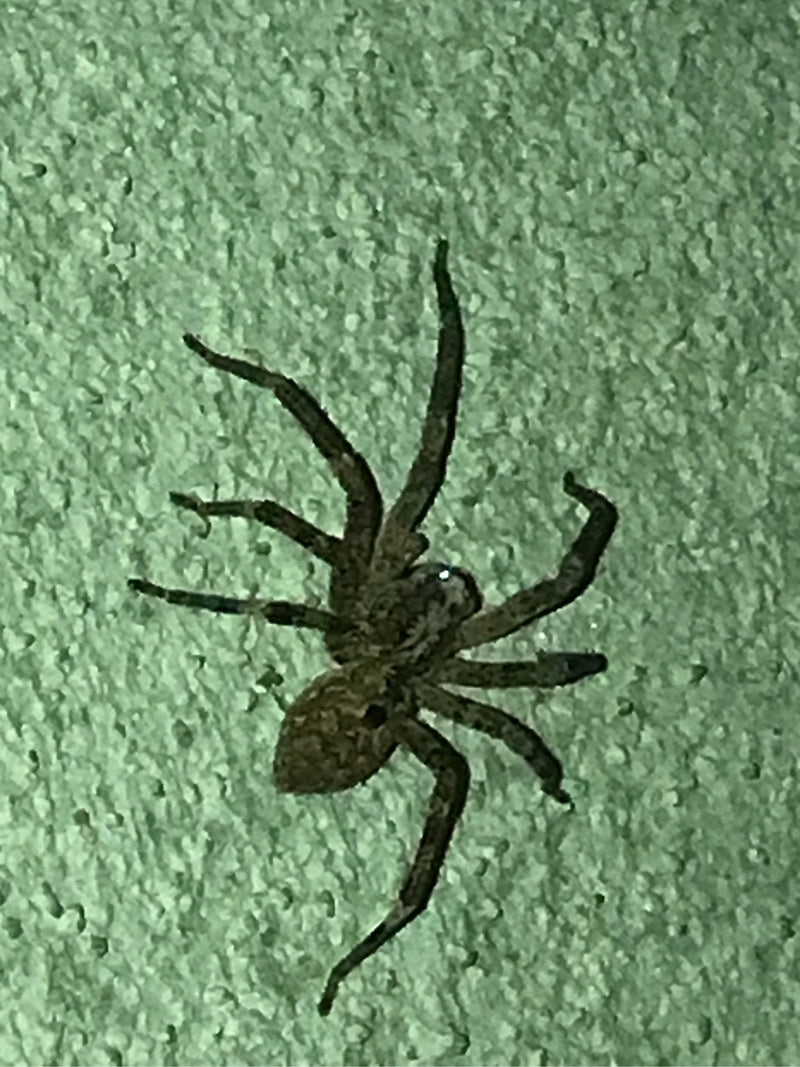 Auf dem Bild ist eine ausgewachsene Nosferatu-Spinne zu sehen, die auf einer strukturierten, hellgrünen Wand sitzt. Die charakteristische Zeichnung auf dem K...