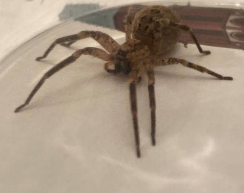 Nosferatu-Spinne — Bild 5