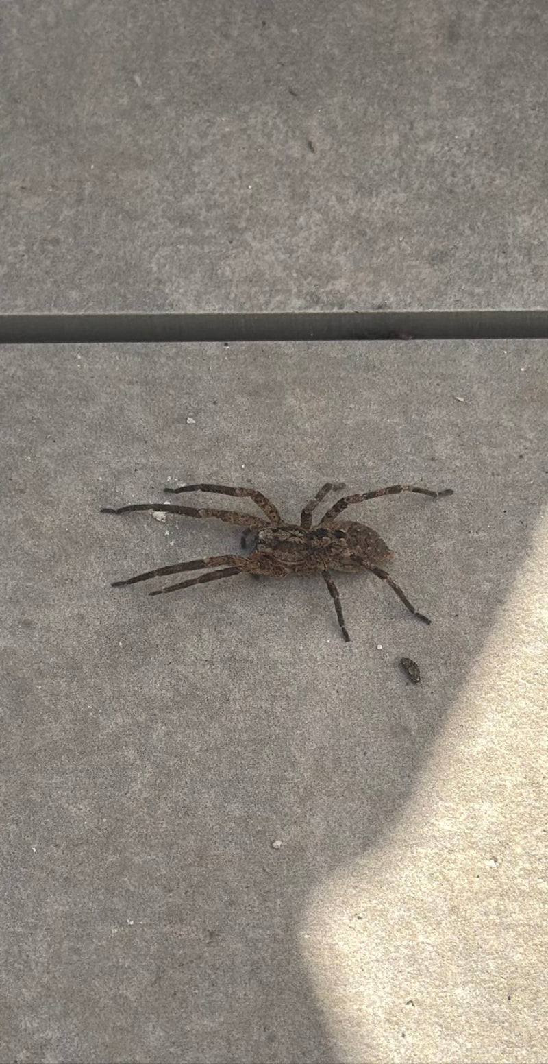 Nosferatu-Spinne — Bild 2