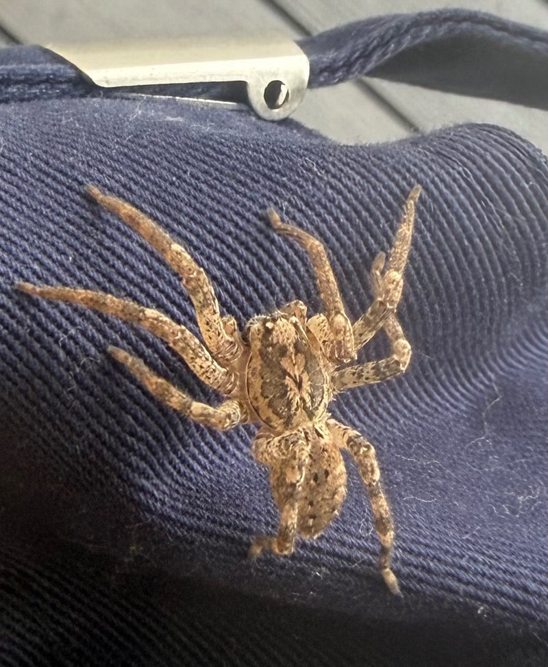 Auf dem Bild ist eine Nosferatu-Spinne zu sehen, die auf einem blauen Textilmaterial sitzt. Sie befindet sich in ruhiger Position und zeigt ihre typische Mus...