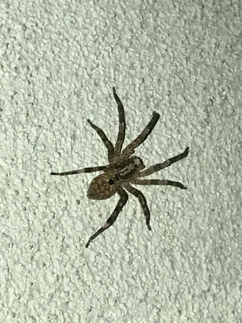 Eine Nosferatu-Spinne sitzt in Aufsicht regungslos auf einer hellen Strukturwand. Ihre typische Zeichnung und Beinstellung sind gut zu erkennen.