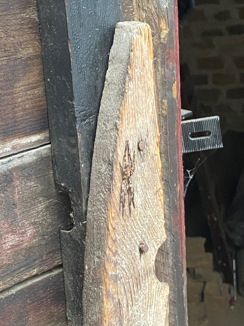 Eine Nosferatu-Spinne sitzt regungslos auf einem vertikalen, verwitterten Holzbrett. Die typische Zeichnung auf dem Körper ist gut zu erkennen.