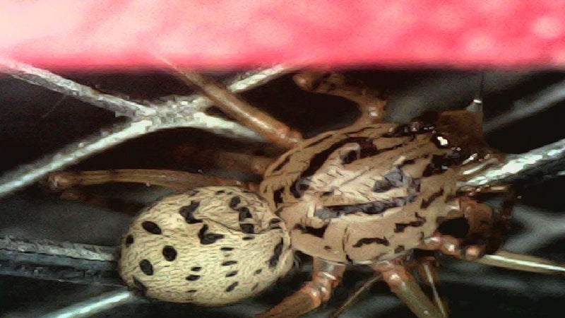 Nosferatu-Spinne — Bild 3