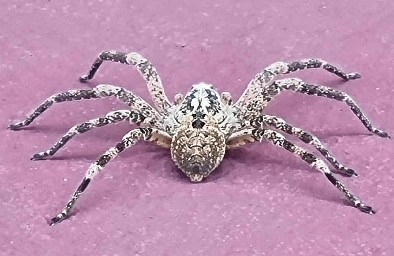 Eine Nosferatu-Spinne sitzt auf einem ebenen, rosa Untergrund. Sie ist in einer Nahaufnahme von oben zu sehen.