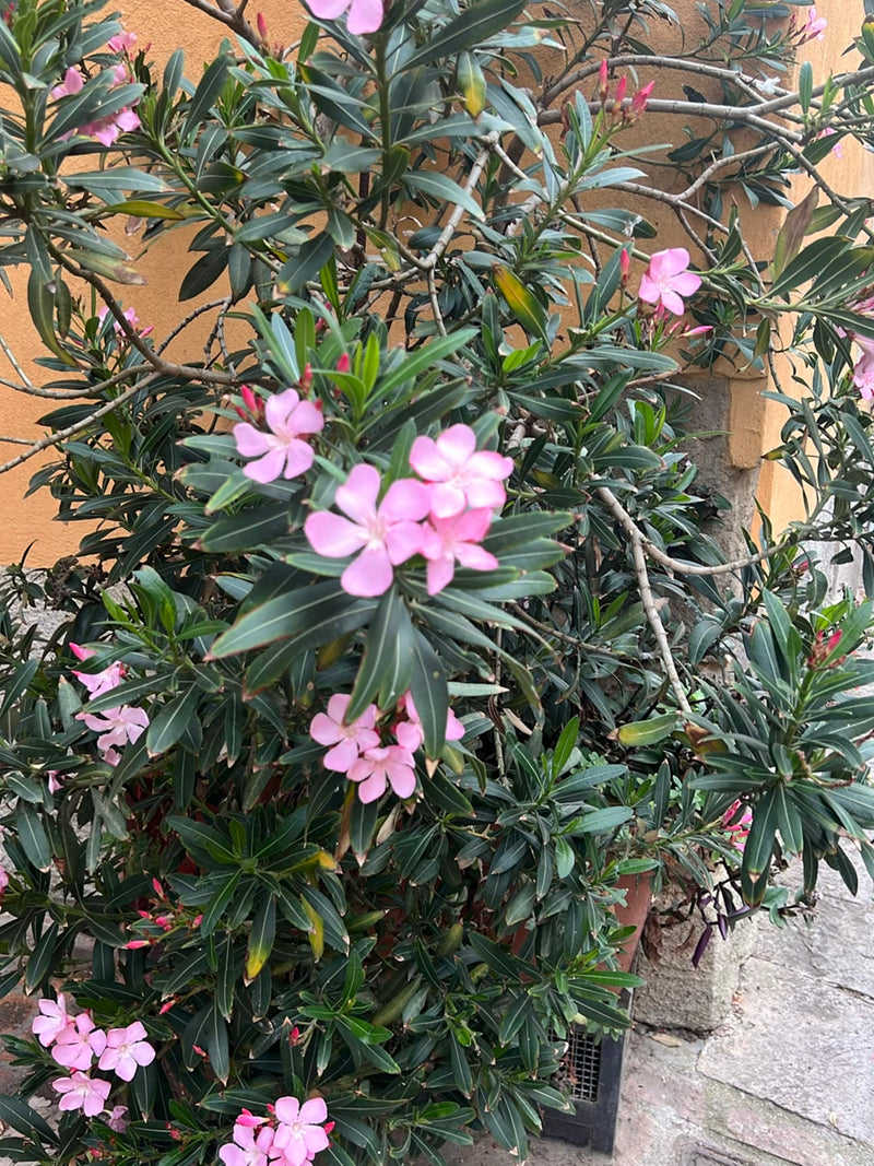 Oleander — Bild 1