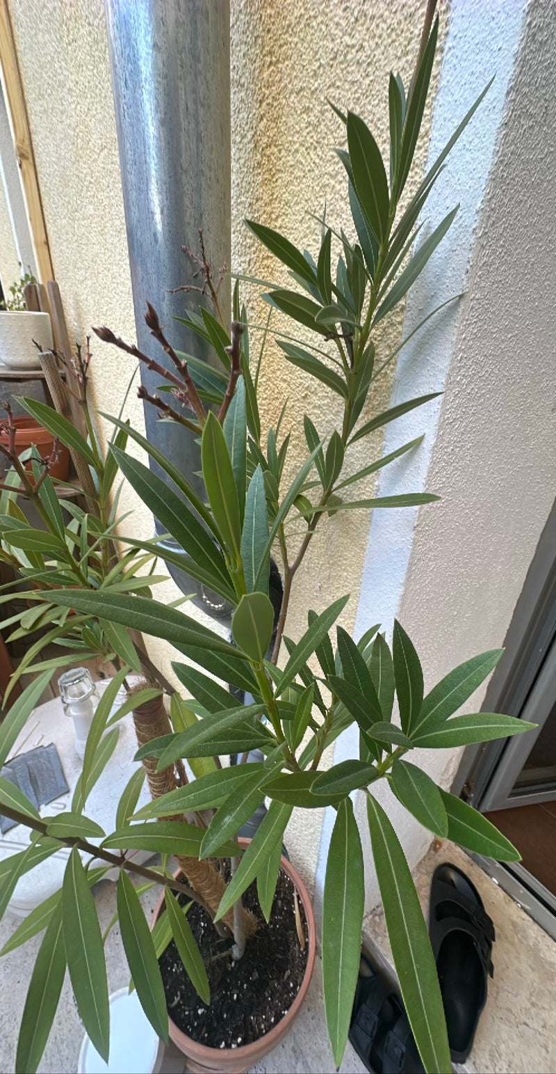 Oleander — Bild 5