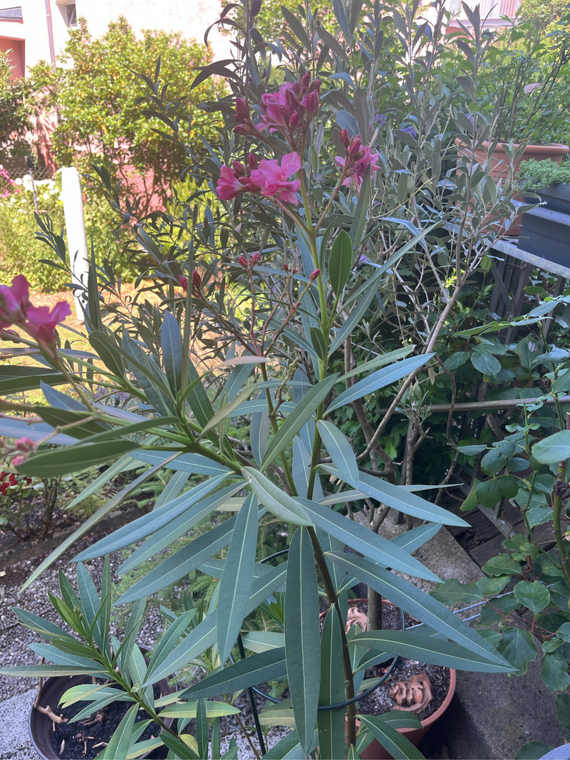 Oleander — Bild 5