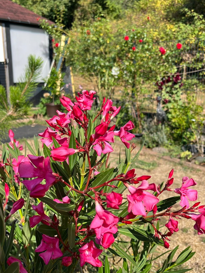 Oleander — Bild 1