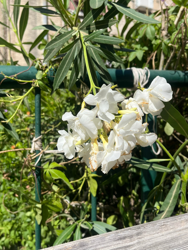 Oleander — Bild 4