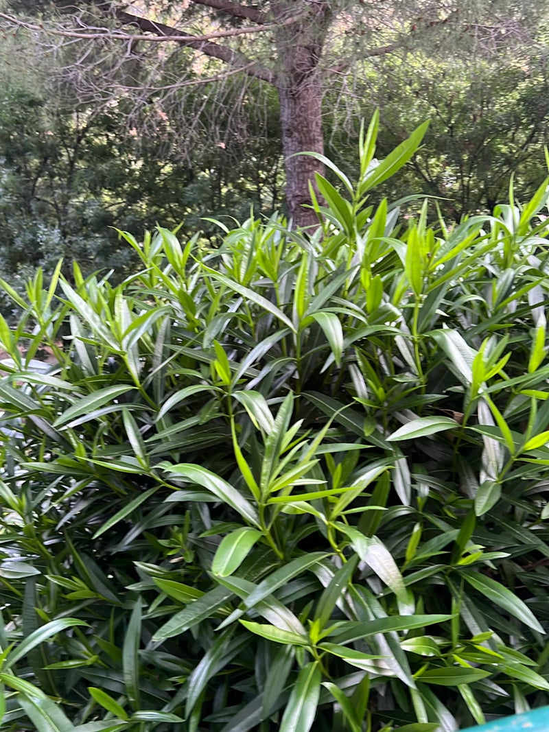 Oleander — Bild 2