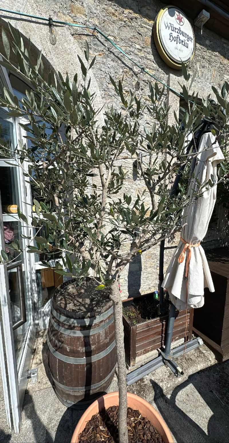 Olivenbaum — Bild 1
