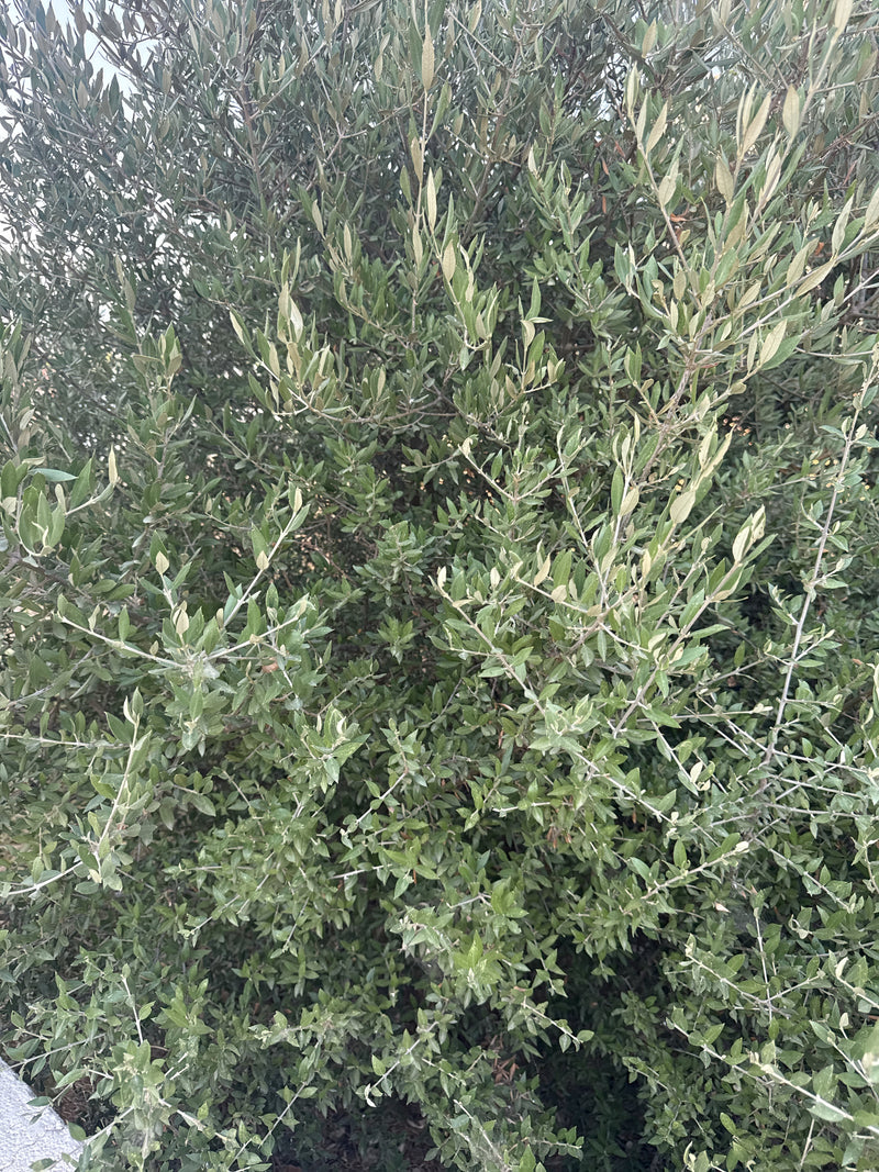 Olivenbaum — Bild 3