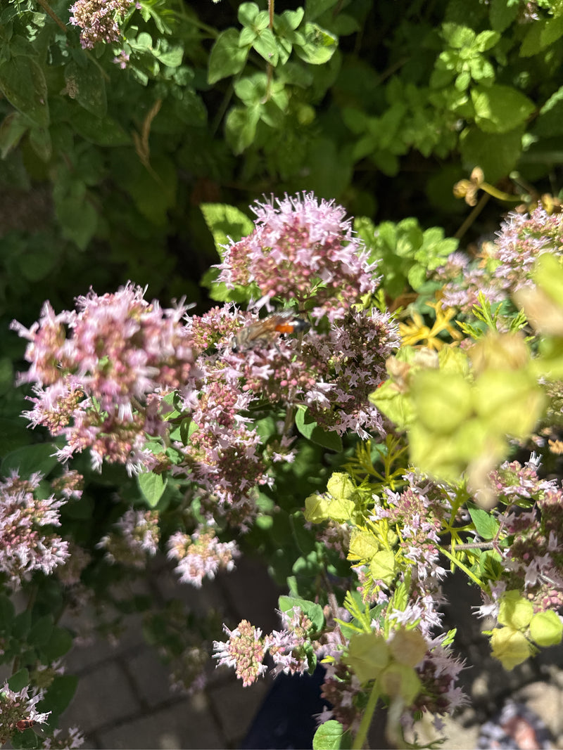 Oregano — Bild 1 von 21