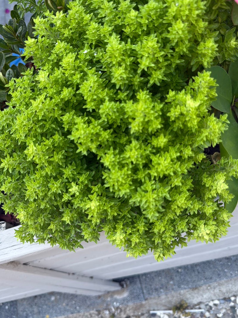 Oregano — Bild 3 von 21