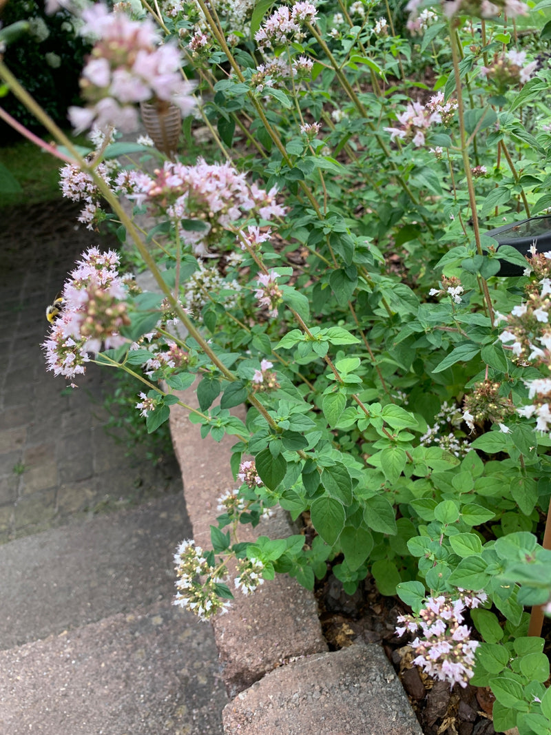 Oregano — Bild 2 von 21