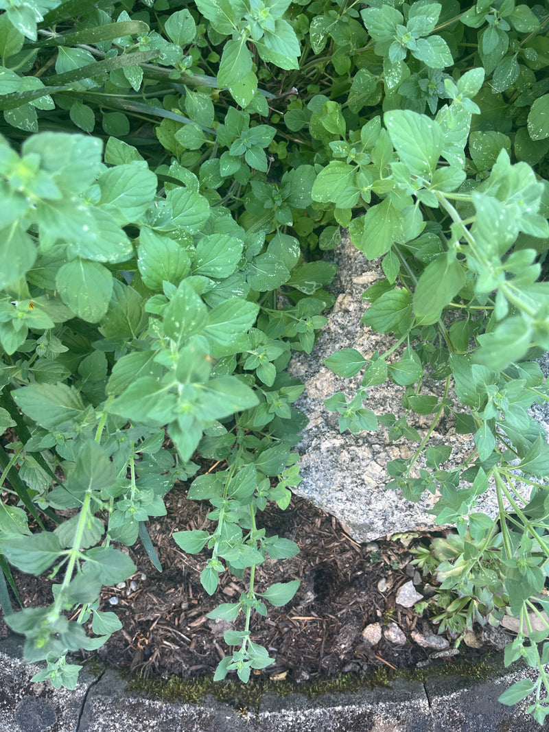 Oregano — Bild 4 von 21