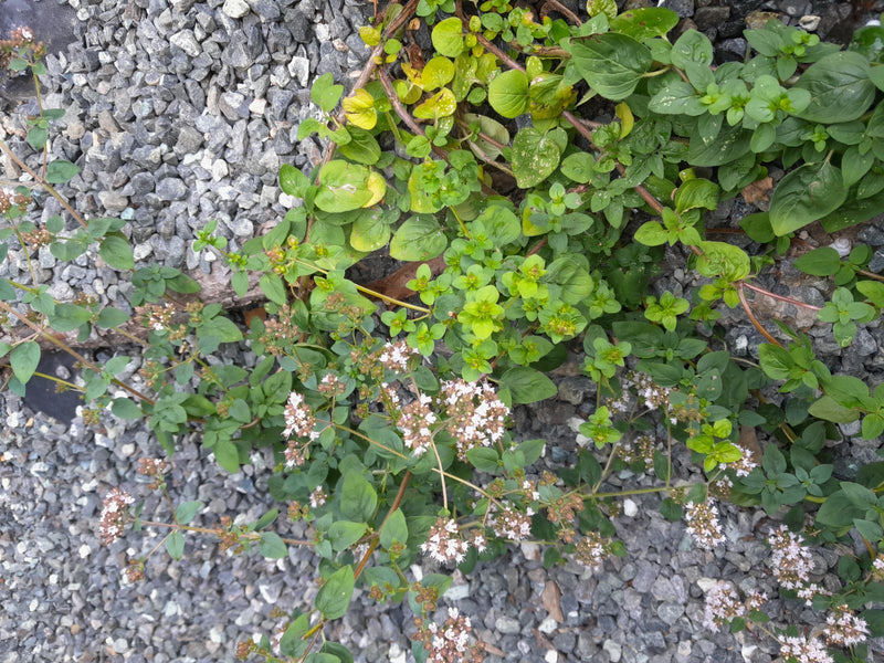 Oregano — Bild 5 von 21