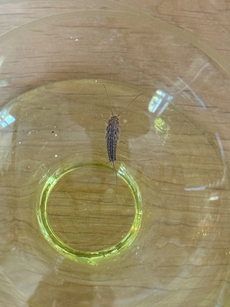 Ctenolepisma Longicaudata — Bild 3