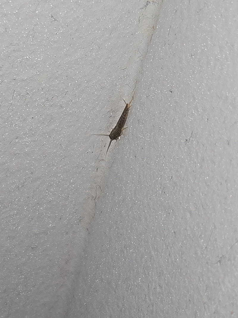 Ctenolepisma Longicaudata — Bild 5