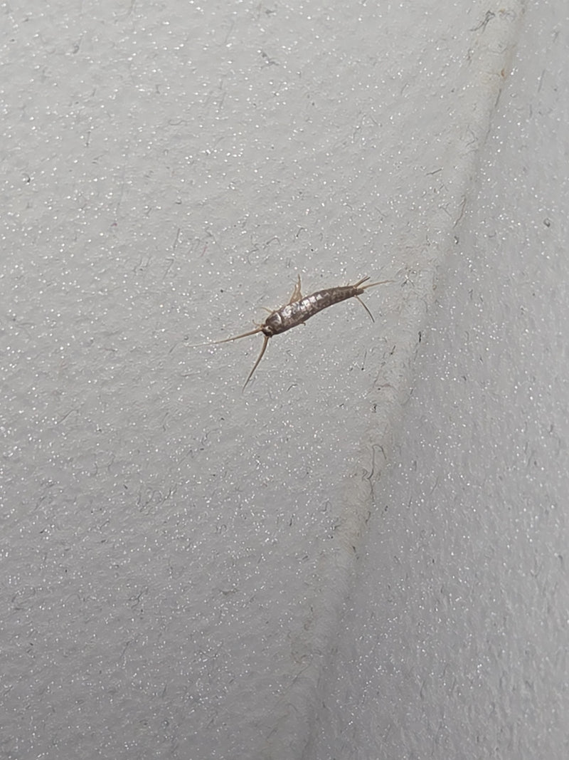 Ctenolepisma Longicaudata — Bild 2