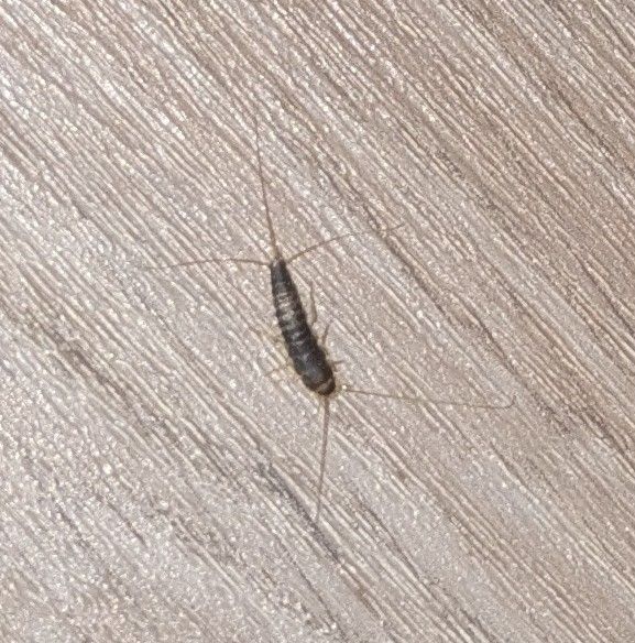 Auf dem Bild ist ein Langschwätziges Papierfischchen zu sehen, das auf einem strukturierten Holzboden sitzt. Das Insekt zeigt seine typische längliche Körper...