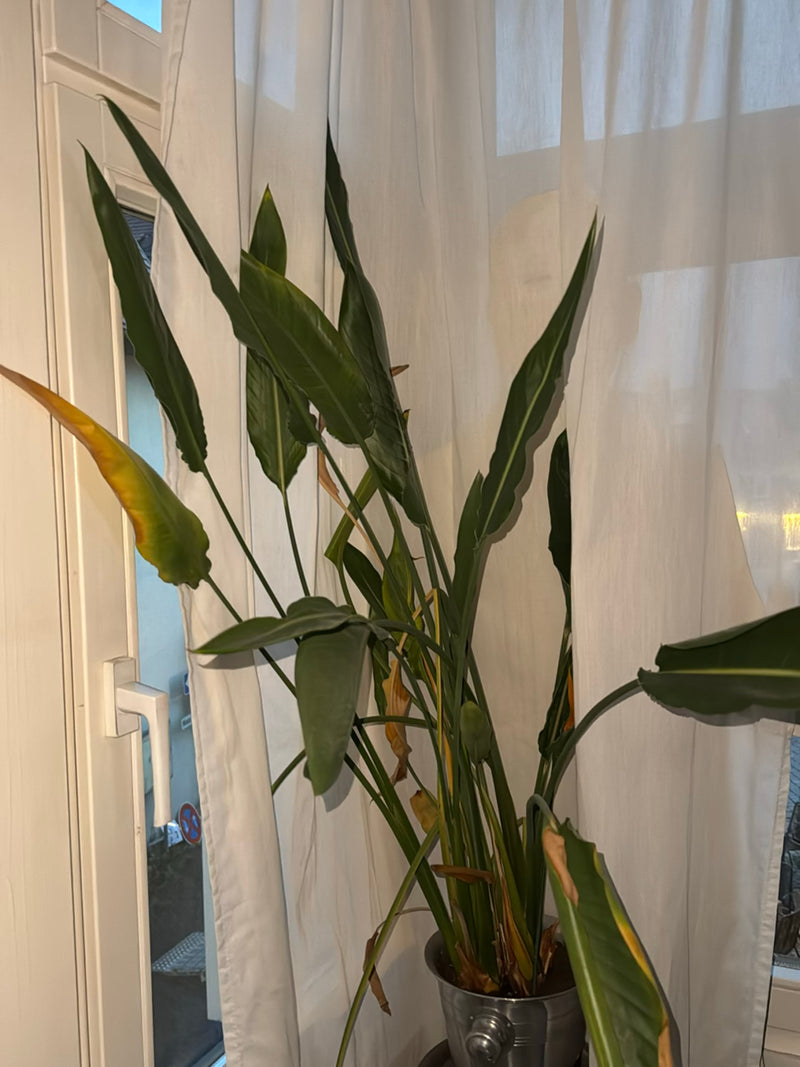 Baum-Strelitzie — Bild 5