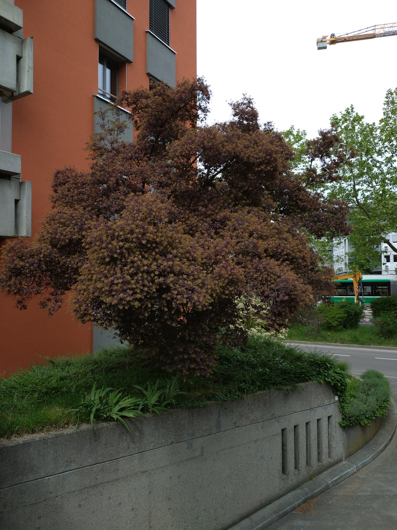 Perueckenstrauch — Bild 1