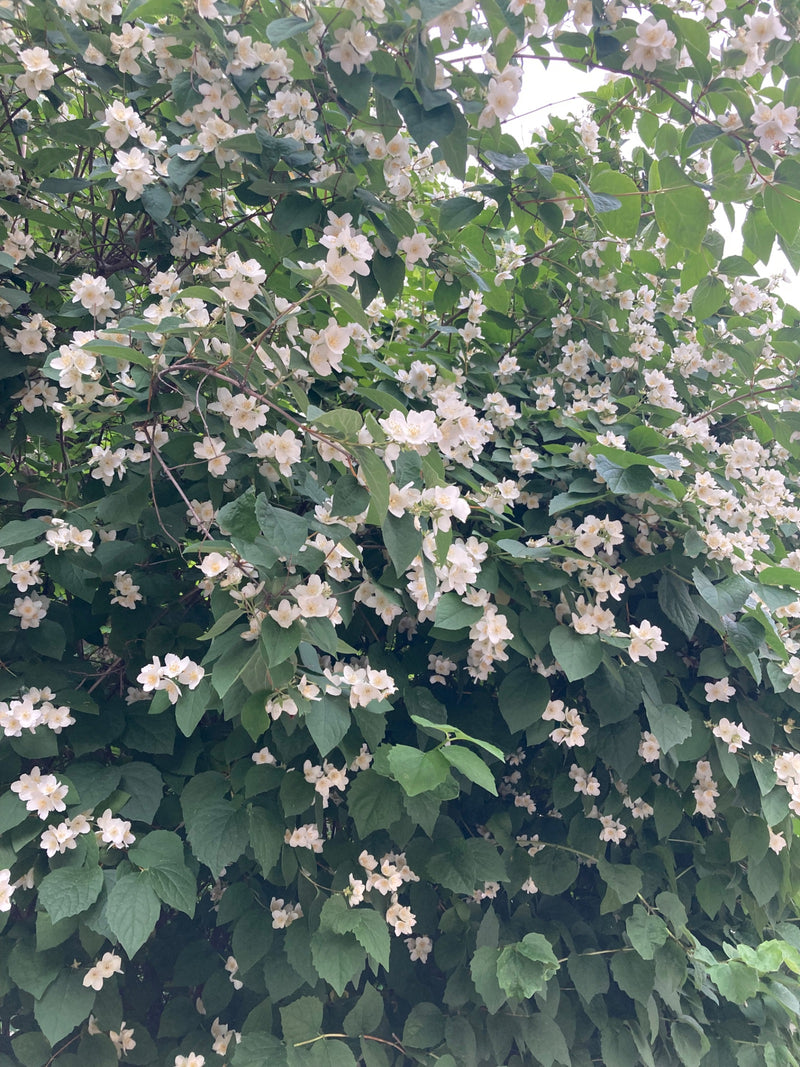 Pfeifenstrauch — Bild 3