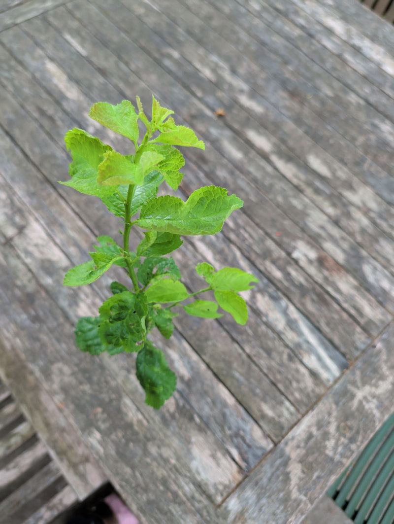 Pflaumenbaum — Bild 4