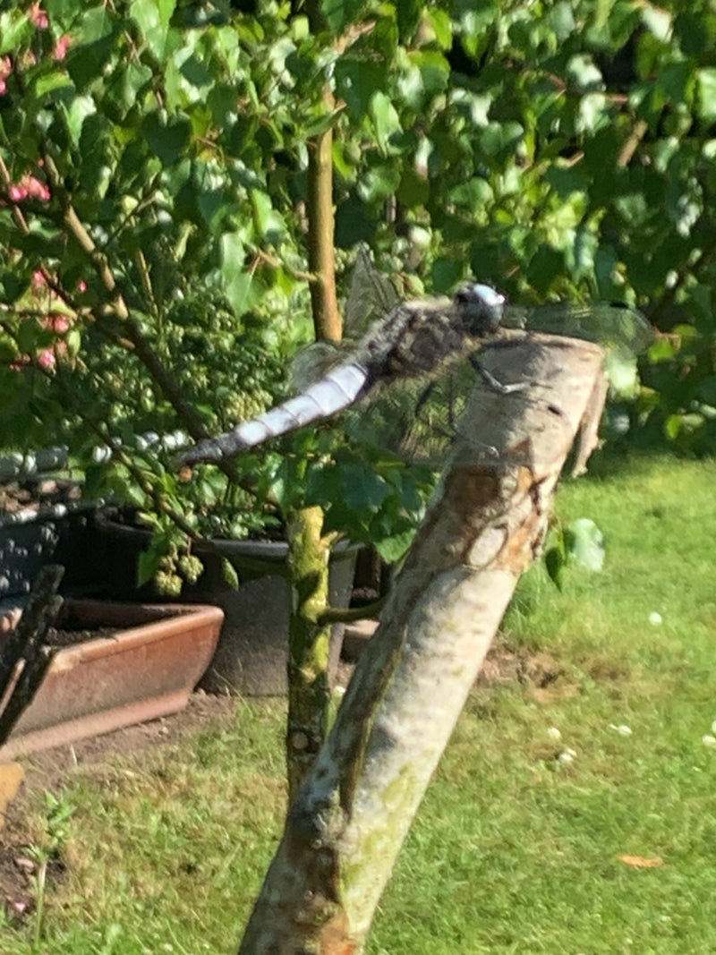 Platterbauch — Bild 4