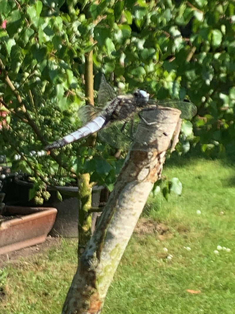 Platterbauch — Bild 5