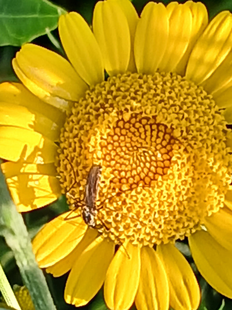 Pollenglanzkäfer — Bild 1 von 1