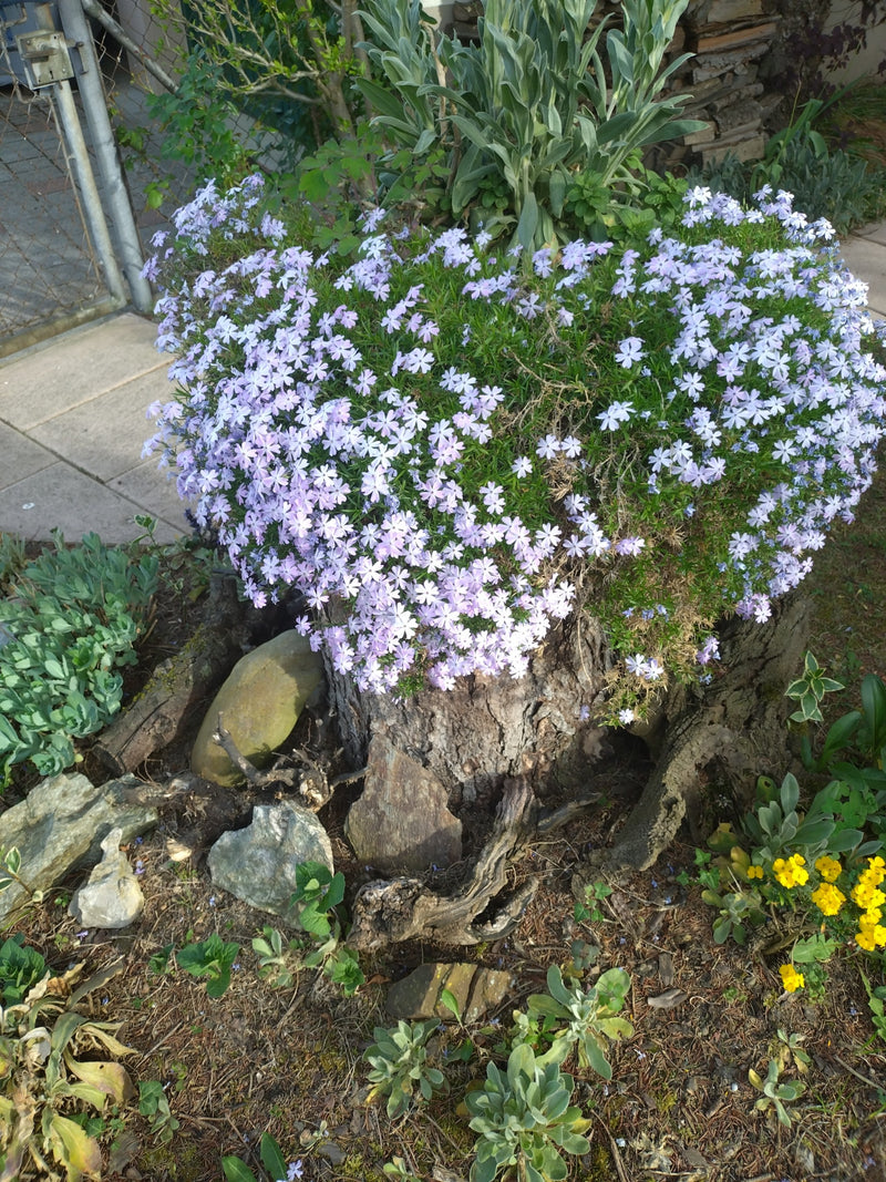 Polster-Phlox — Bild 3