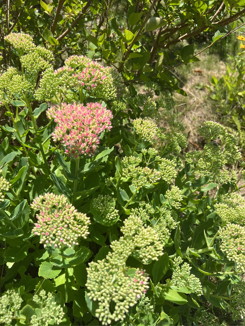 Zu sehen ist eine Pracht-Fetthenne mit ihren charakteristischen, halbkugeligen Blütenständen und fleischigen Blättern. Die Pflanze steht im Garten in voller ...